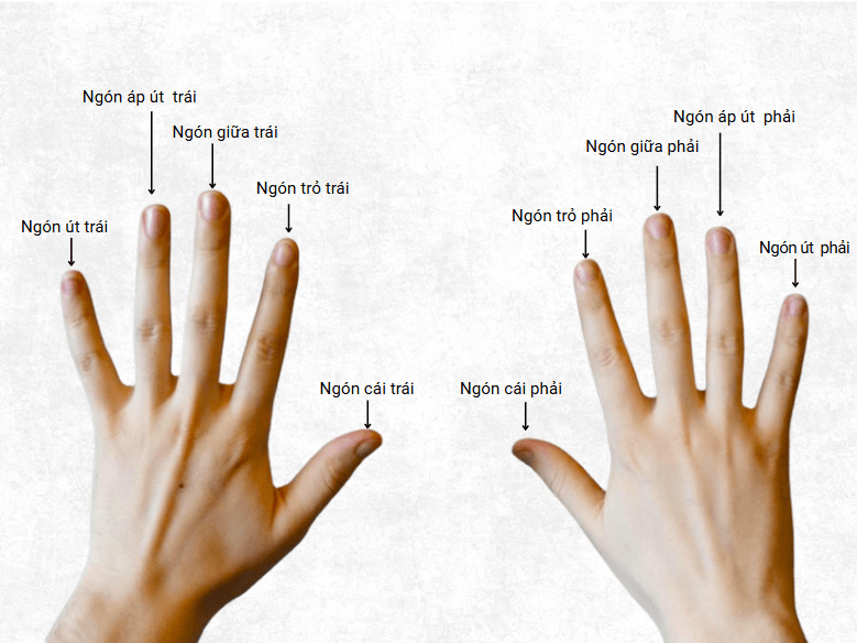 Tên gọi của từng ngón tay